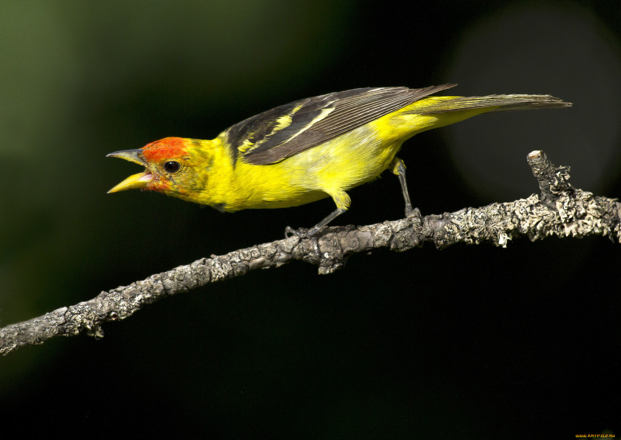 Птичка с желтыми крылышками. Желтая птица. Красно желтая птица. Птица желтая с красной головкой. Иволга.